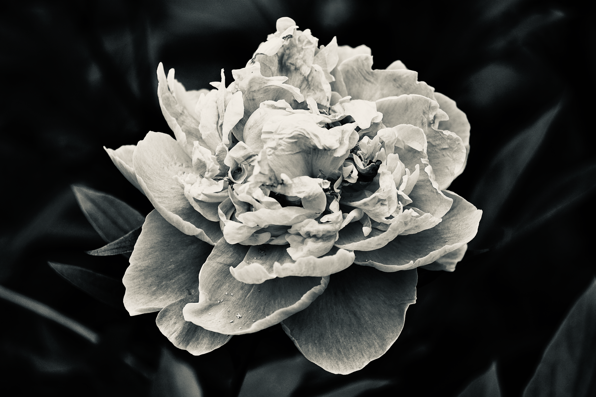 Stunning black and white close-up of a blooming peony flower with intricate petals.