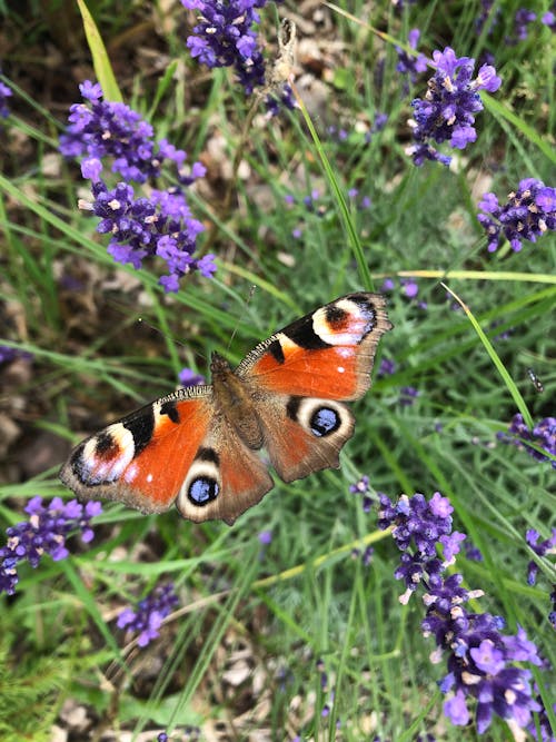 Peacock Butterfly Perched on Lavender Flowers