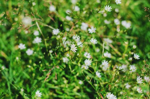 Free A close-up view of delicate white flowers blossoming in a lush, green meadow. Stock Photo