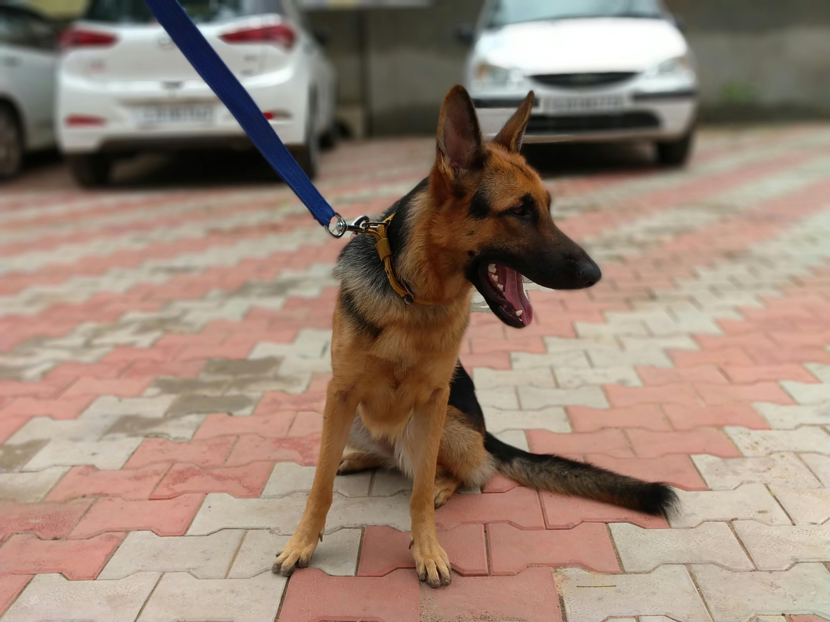 Foto Stok Gratis Tentang Anjing Anjing Gembala Jerman Anjing