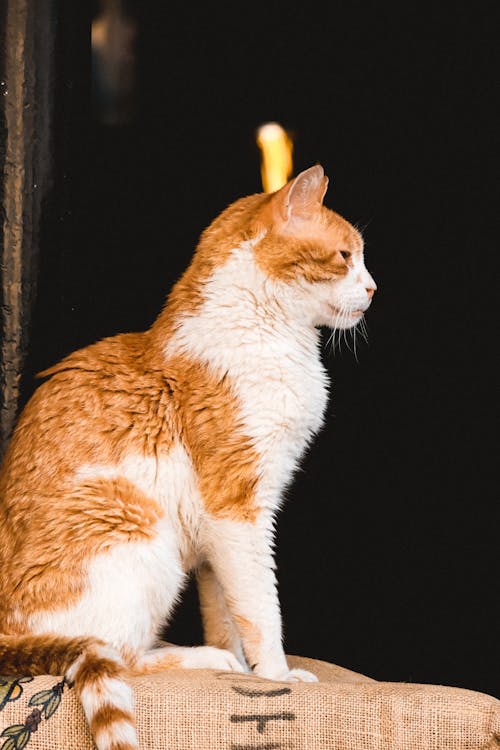 ウィスカー, ネコ, ぶちの無料の写真素材