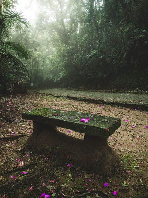 Photo by Allan Carvalho on Pexels A tranquil moss-covered bench surrounded by lush greenery and fog in a serene forest setting.
