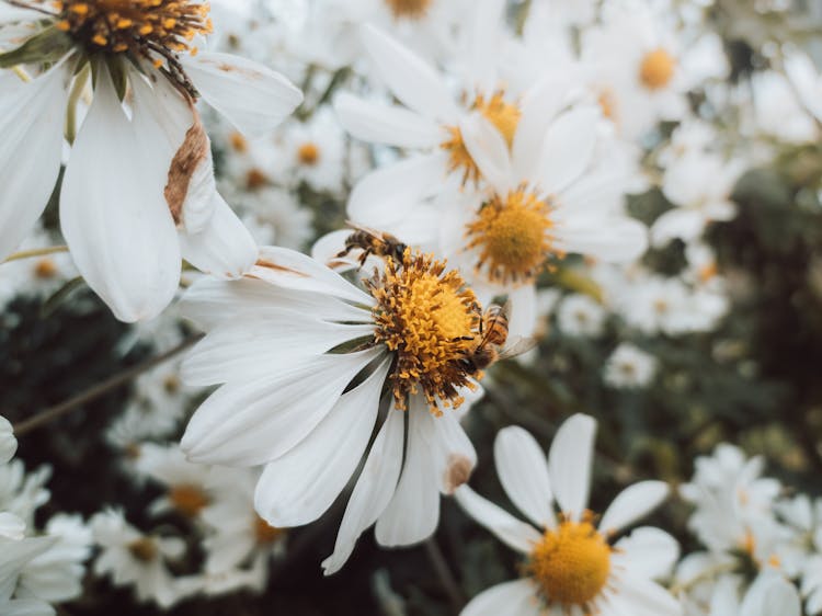 A Bee On The Flower