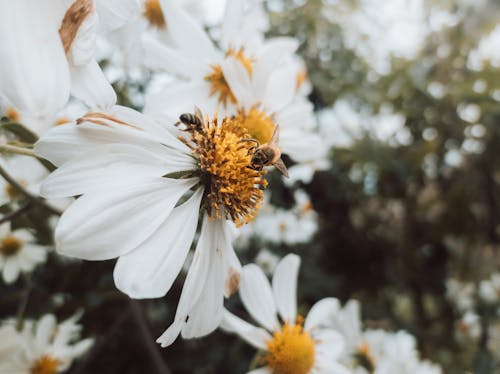 Free Bee Pollination On Flowers Stock Photo