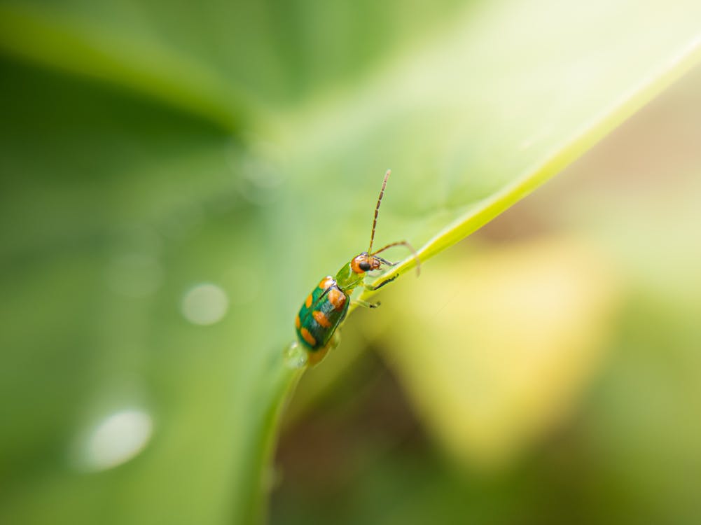 Imagine de stoc gratuită din a închide, automobil beetle, focalizare selectivă