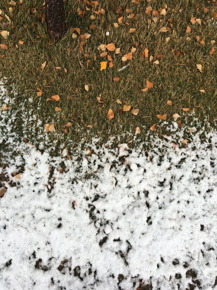 Snow And Brown Leaves On The Ground