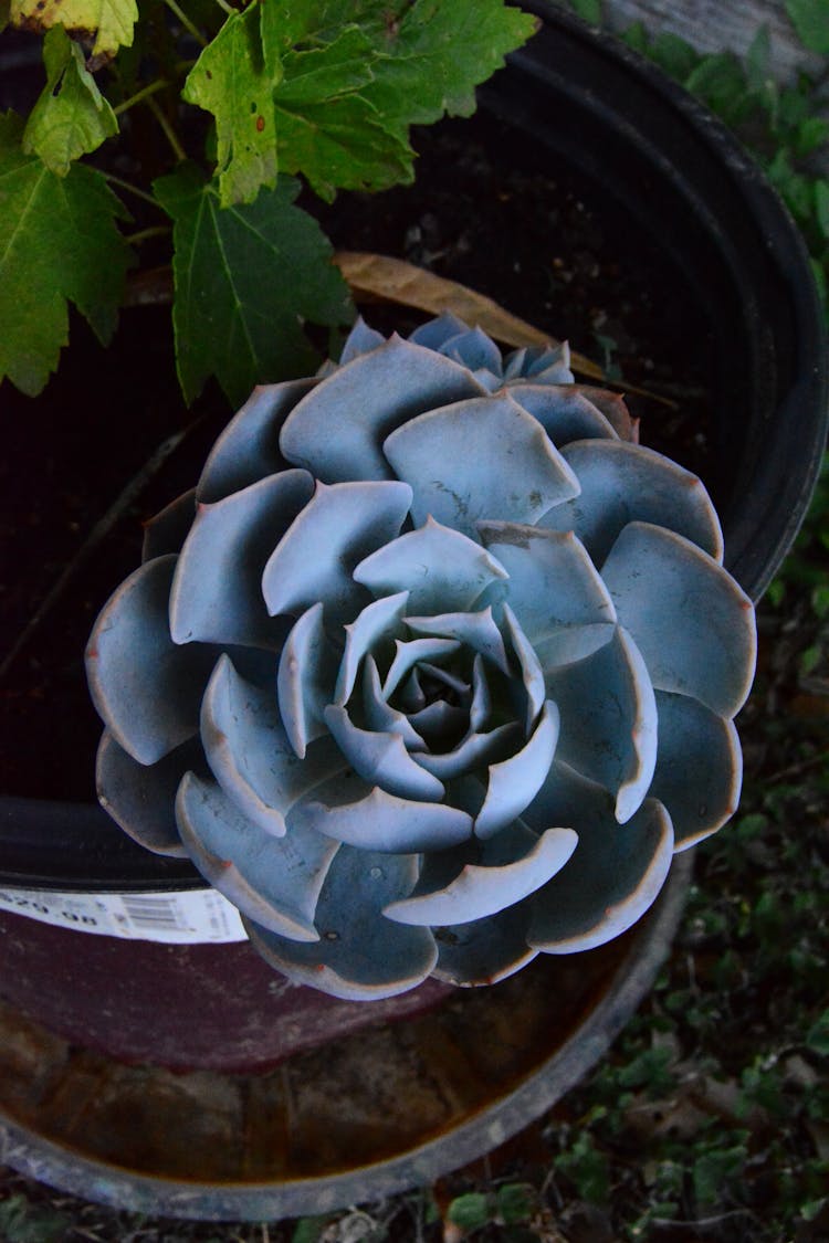 Blue Echeveria Succulent