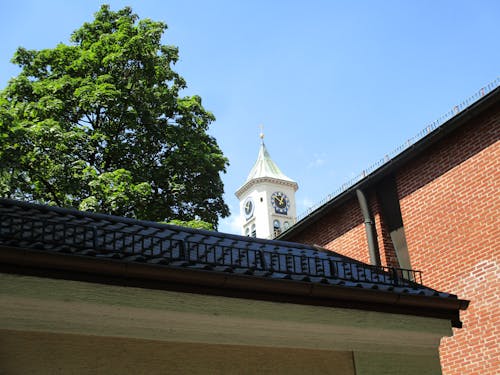 Foto d'estoc gratuïta de arbre, arquitectura, catedral