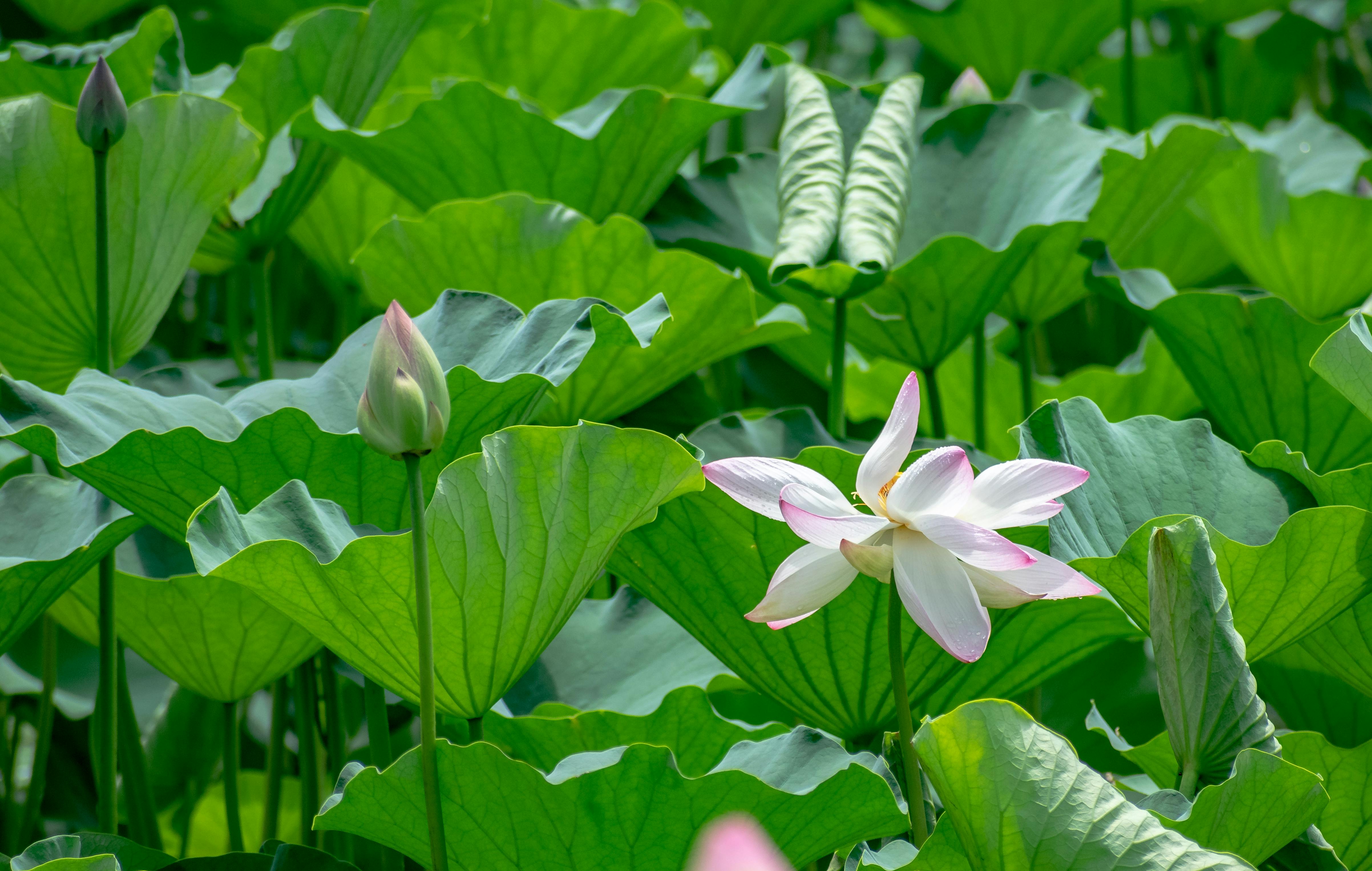 Lotus Flowers in Bloom · Free Stock Photo