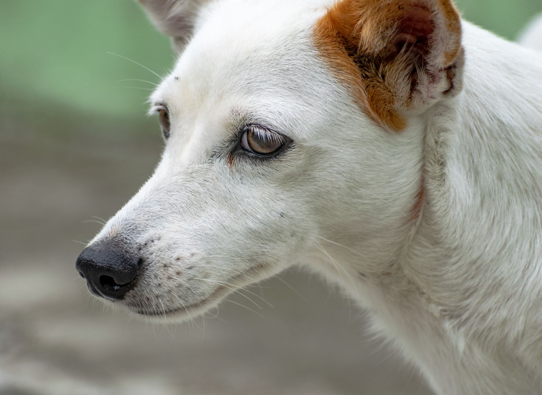 Portrait of a dog at a veterinary clinic