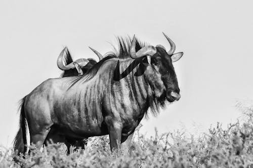 bezplatná Základová fotografie zdarma na téma modré divoké zvíře, safari zvíře, zvířata ve volné přírodě Základová fotografie