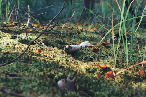 Branches and Leaves on Ground