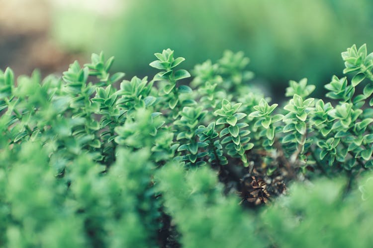 Close-up Of Fresh Green Shrub 