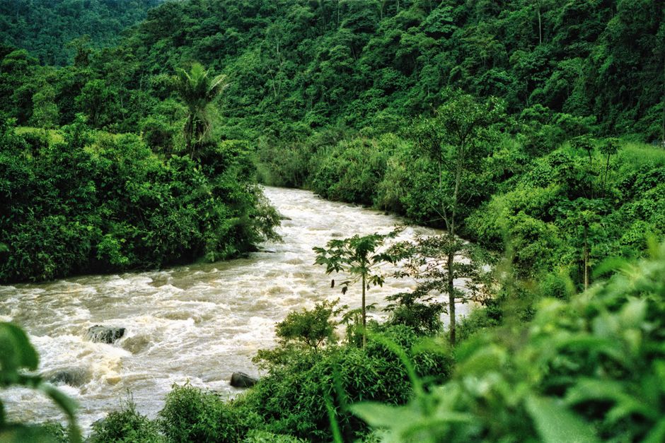 Serene river winding through Ecuador rainforest — ayahuasca and ibogaine are both plant medicines from distinct traditions; they are not alternatives but address different dimensions of healing