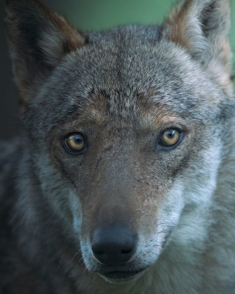 Close-Up Shot Of A Wolf 