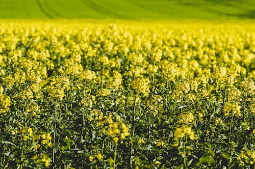 A Flower Field with Yellow Flowers