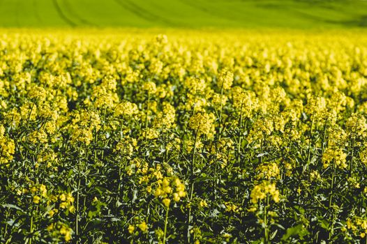 Lush field of bright yellow flowers under a sunny day, perfect for nature and landscape themes.