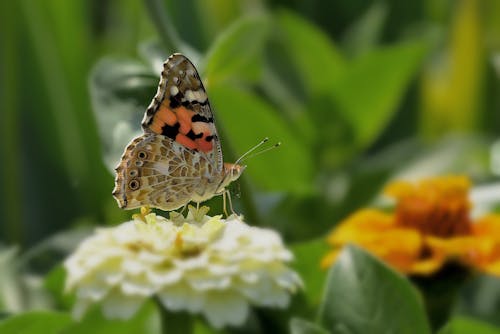 Close Up Shot of a Painted Lady Butterfly