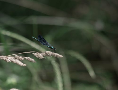 Foto stok gratis alam, dragofly, fotografi binatang