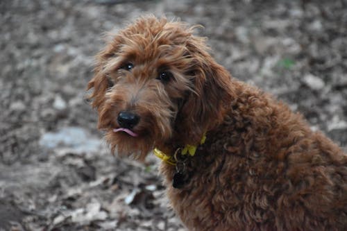 Бесплатное стоковое фото с goldendoodle, золотой, золотой болван