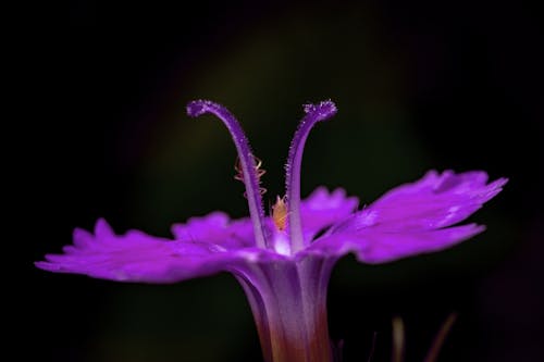 Photos gratuites de croissance, délicat, dianthus