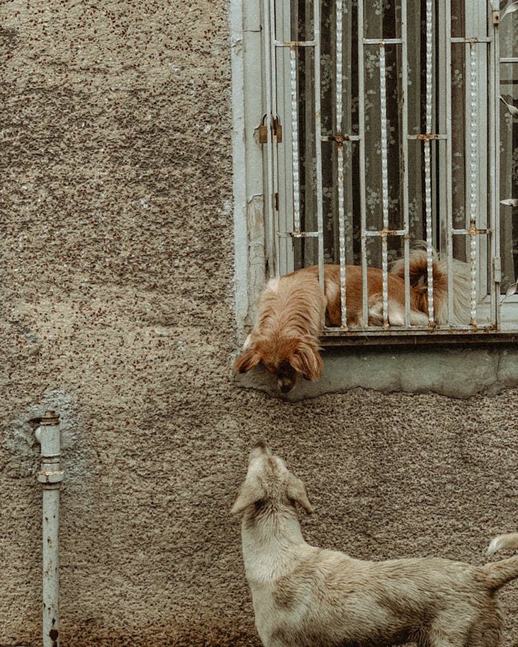 Dogs Meeting By Window