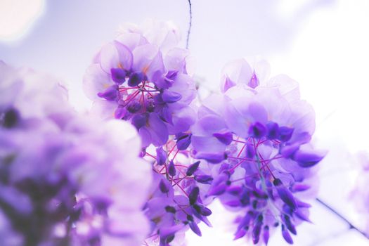 Beautiful close-up of vibrant purple wisteria flowers in full bloom against a soft background.