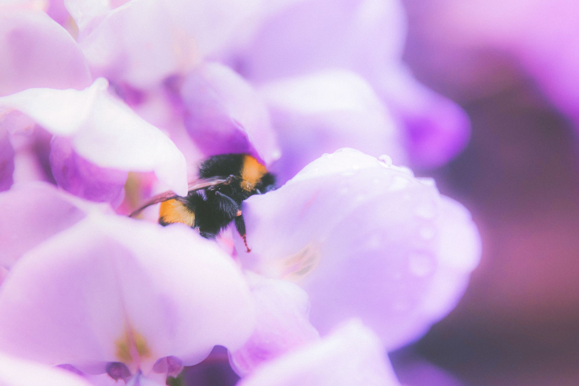 Close-up of a bumblebee pollinating delicate purple flowers, showcasing vibrant nature.
