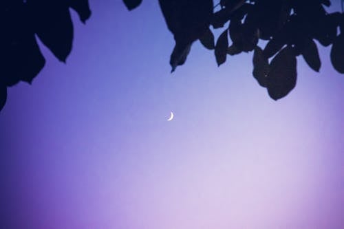 Crescent Moon in Purple Sky