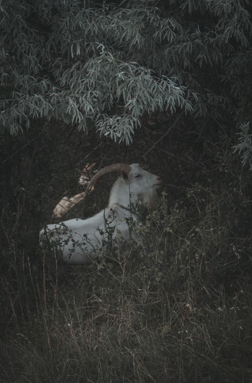 Free A mountain goat resting in a quiet, shaded area surrounded by lush greenery. Stock Photo