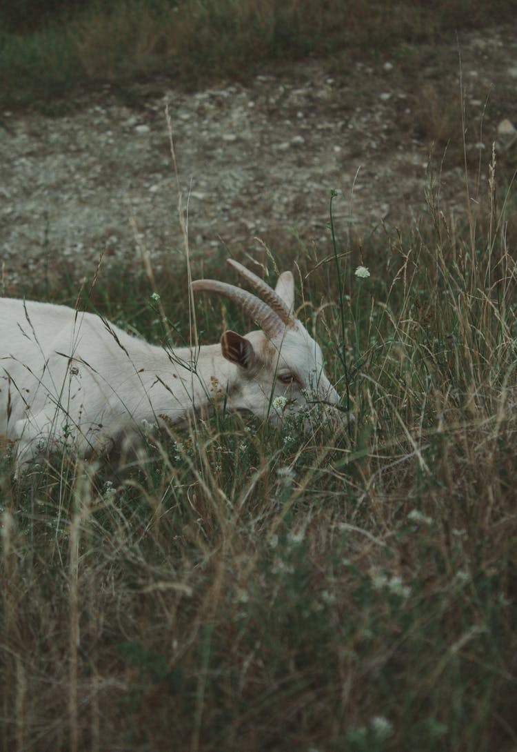 Goat Eating Grass