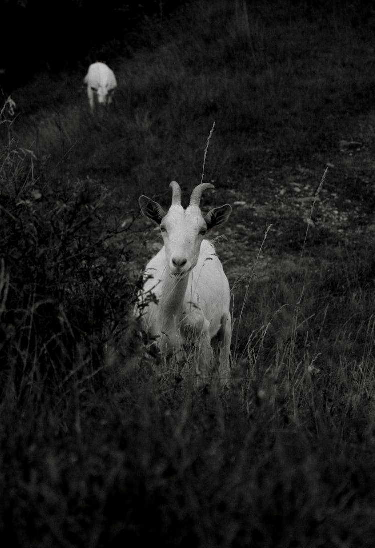 Goat In Black And White