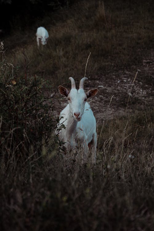 Darmowe zdjęcie z galerii z kozy, łąka, pole