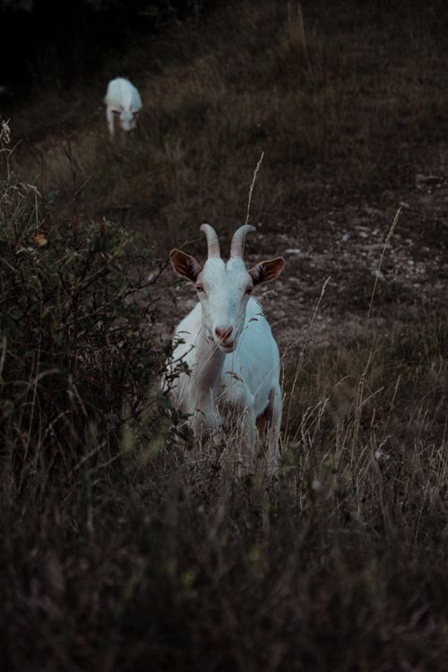 Free A white goat standing and grazing in a lush countryside field. Stock Photo