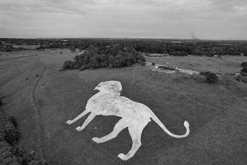 Fotos de stock gratuitas de Arte, blanco y negro, campo