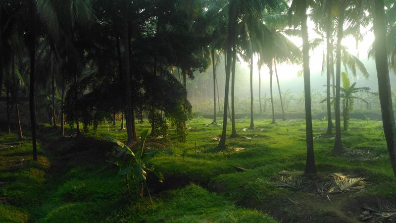 Coconut farm in Tamil Nadu with rows of tall coconut palm trees