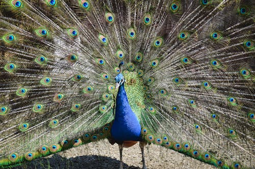 Close-Up Shot of a Peafowl