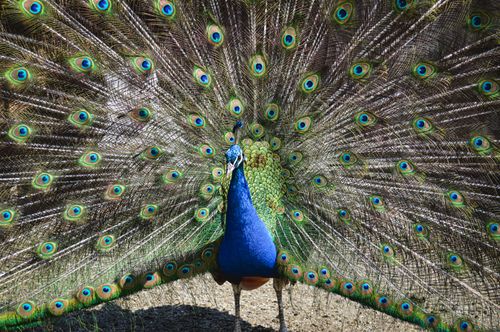 Free Close-up of a peacock showcasing its vibrant, colorful plumage in a majestic display. Stock Photo