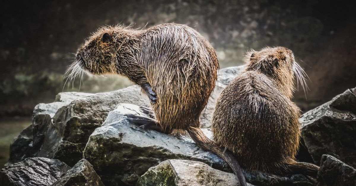 Beavers And Rocks Wet Beavers Sitting on Rock · Free Stock Photo