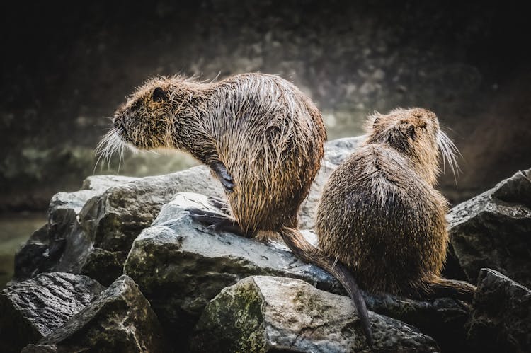 Wet Beavers Sitting On Rock