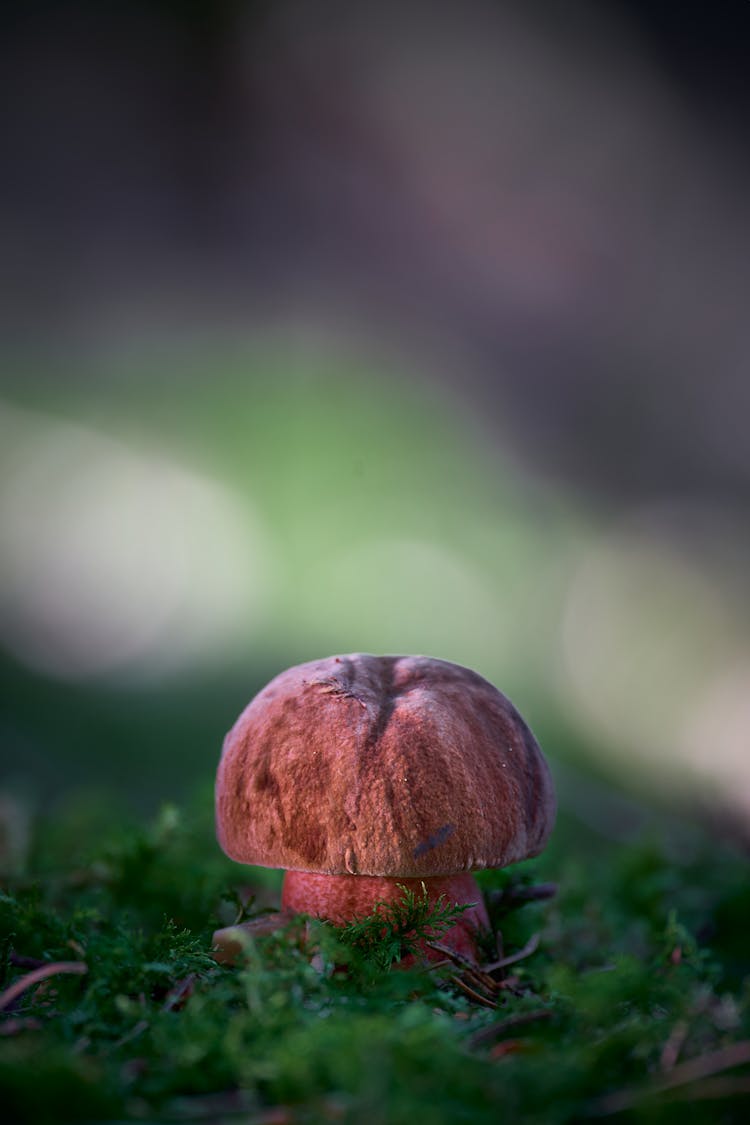 Brown Mushroom On Green Grass