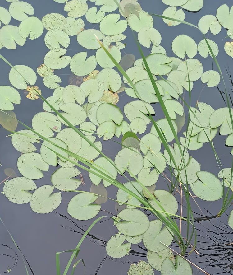 Green Leaves Floating On Water