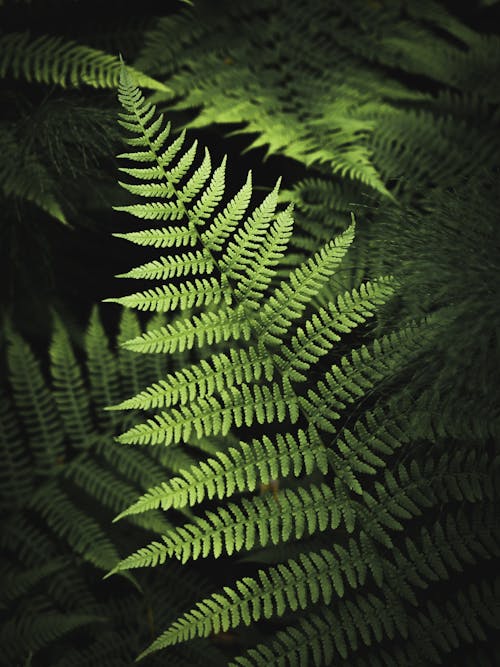 Free Green Fern Leaves in Close-Up Photo Stock Photo