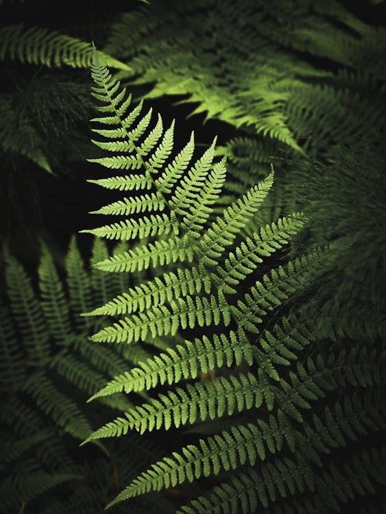 Green Fern Leaves in Close-Up Photo