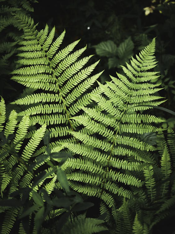 Безкоштовне стокове фото на тему «bracken, абстрактний, вертикальні постріл»