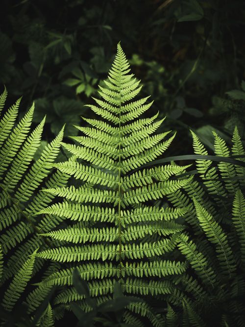 Free Detailed close-up of vibrant fern fronds showcasing lush greenery and intricate natural patterns. Stock Photo