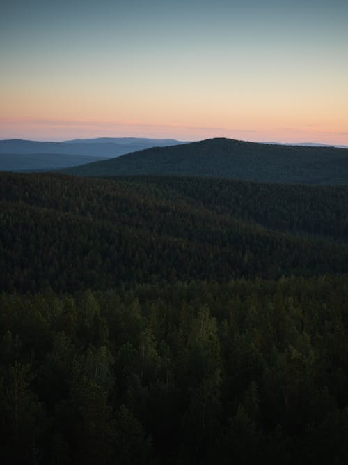 Green Pine Trees in Forest and Mountain During Sunset