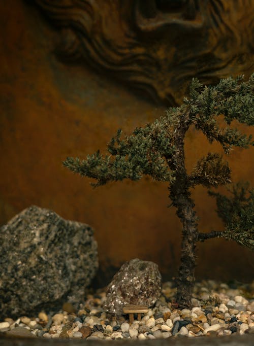 Gratis Fotos de stock gratuitas de bonsái, chinas, de cerca Foto de stock