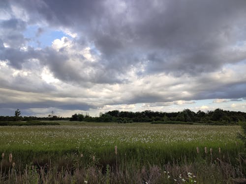 樹線, 綠色的田野, 草地 的 免費圖庫相片