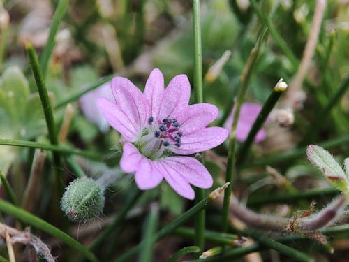 宏觀, 紫色小花, 野花 的 免費圖庫相片